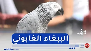 أسرار الحيوانات    ببغاء الغابوني      حين يتحول الحيوان إلى صديق دندنها