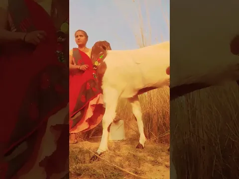 #animals