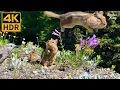 Download Lagu Katten TV 😺 Leuke eekhoorns, prachtige vogels, wilde bloemen 🐦🐿🌺 8 uur (4K HDR)