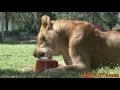 Popsicles Popsicles MORE POPSICLES