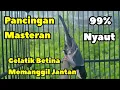 Download Lagu Pancingan suara burung gelatik batu betina