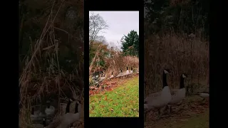 هاني شاكر فضيت علينا الدار  هاني شاكر فضيت علينا الدار