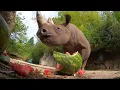 Download Lagu Hungry Rhino Squishes And Eats Giant Watermelon