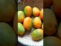 Download Lagu Mangoes🥭🥭Fruit Beautiful . #trending #shortsvideo #trendingshorts #shorts #youtubeshorts #mango #4k