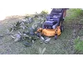 Lawn mower ASMR - Cub Cadet SRC 621 mowing up more trimmings