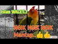 Lagu Ngik Ngik Ngik..! Lovebird Manapun Akan Ikut Ngekek Minor Suara Walet Dengar Masteran Ini.