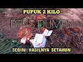 Rekap hasil panen sawit setahun varietas PPKS DUMPY U 6 thn 2,5 ha