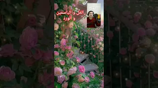 الفل و الياسمين و الورد الفنان أديب غريواتي اغاني طرب ورد اكسبلور صباح الخير صباح الورد 