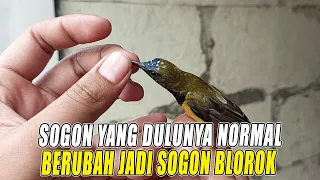 how can a sogon bird that was originally normal change into a blorok sogon