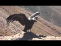 LIBERACION DEL CONDOR ANDINO MORENO CUESTA DE LIPAN JUJUY