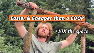 Building a Chicken Aviary