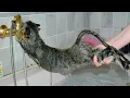 Download Lagu Schattige kat wordt voor het eerst gewassen door de dierenarts. Woorden schieten tekort om te bes...