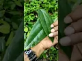 Lagu daun 3 jari / daun bungkus papua