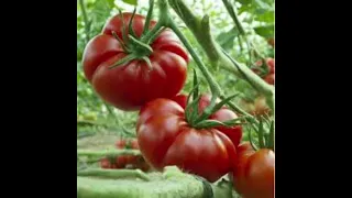 تەماتە لە خەوندا 