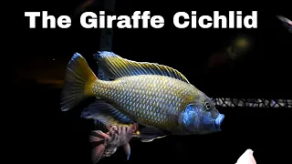 Download Nimbochromis Venustus Predator Hap MP3
