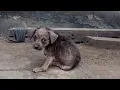 Download Lagu Anak anjing lumpuh itu menggigil di tepi sungai, ditinggalkan setelah apa yang dilakukan pemilikn...