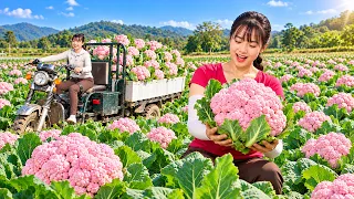 She Harvested Tons of Pink Cauliflower & Cabbage to Sell at the Local Market!