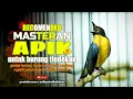 Download Lagu Tledekan Gunung Gacor Full Tembakan Ngeroll Panjang