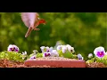 TV for Cats 😻12 Hour Bird Bonanza 🐦Uninterrupted CatTV with Fluttering Wings and Singing Birds