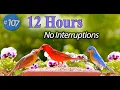 Lagu TV for Cats 😻12 Hour Bird Bonanza 🐦Uninterrupted CatTV with Fluttering Wings and Singing Birds