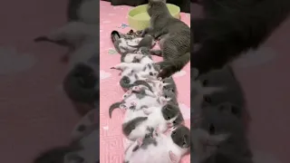 كم عدد القطط 