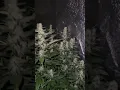 Gmo cannabis strain