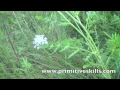 Foragers Guide to Wild Carrot Water Hemlock and Valerian