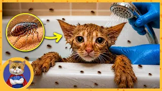 Спасаем рыжего котёнка от блох. Столько блох даже мы ещё не видели!