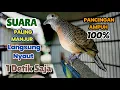Download Lagu Perkutut Lokal Gacor Suara KUNG Besar paling ampuh bikin Perkutut nyaut gacor jadi bunyi 