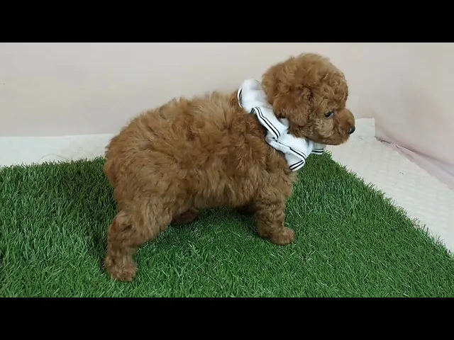 動画