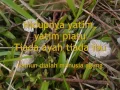 Download Lagu Nabi Anak Yatim with lyric