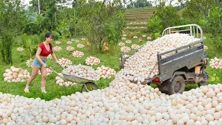 Full Video: 127-Days Harvesting Lots Of Chicken Eggs, Banana, Watermolen, Chickens,...Go To Sell