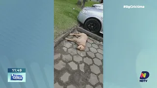 Casos de maus-tratos a cães em Meleiro preocupam voluntários