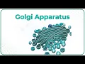 Golgi Apparatus Animation Dictyosome Structure and Function Cell Physiology