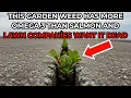 Lagu This Garden Weed Has More Omega 3 Than Salmon And Lawn Companies Want It Dead