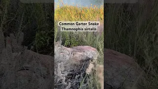 Common Garter Snake that we saw yesterday while hiking around Dixon Lake #hiking #snake #herpetology