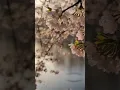 Download Lagu Calm instrumental music with nature/relax, study and meditate by the lake #calmmusic #instrumental