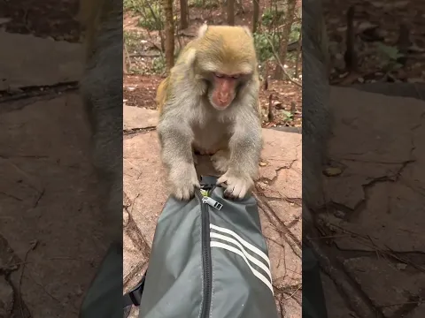 बंदर का दिमाग!🧠 #shortsvideo