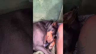 After her long day lol .. #fyp #dream #vlog #sailing #pets #doberman