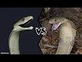 Download Lagu BLACK MAMBA VS KING COBRA - Who Will Win?