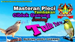 Download Masteran Pleci Tembakan Cigun Sambung Tulit Tulit Panjang Tanpa Jeda MP3