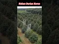Download Lagu Ini Baru Kebun Durian 😍