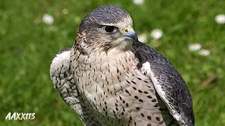 Hawk Sound صوت الصقر 