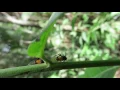 Homoptera