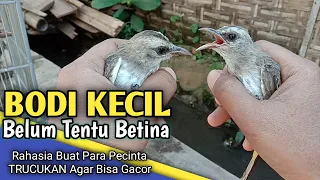 Download Bodi Kecil Belum Tentu Betina Ini Dia Cara Membedakan Trucukan Jantan dan Betina MP3