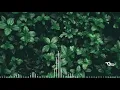 SaiB - Rainforest