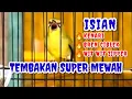 Download Lagu Materi isian mewah pleci nembak wit wit kenari zipper sambung bren ciblek