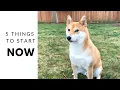 Download Lagu 5 Things Shiba Inu Owner Should Start Doing on DAY 1