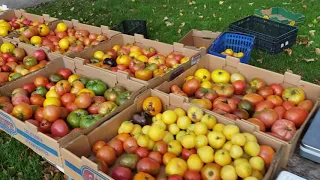 Owatonna MN Farmers Market walk through 19