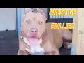 About Prestige Bullies